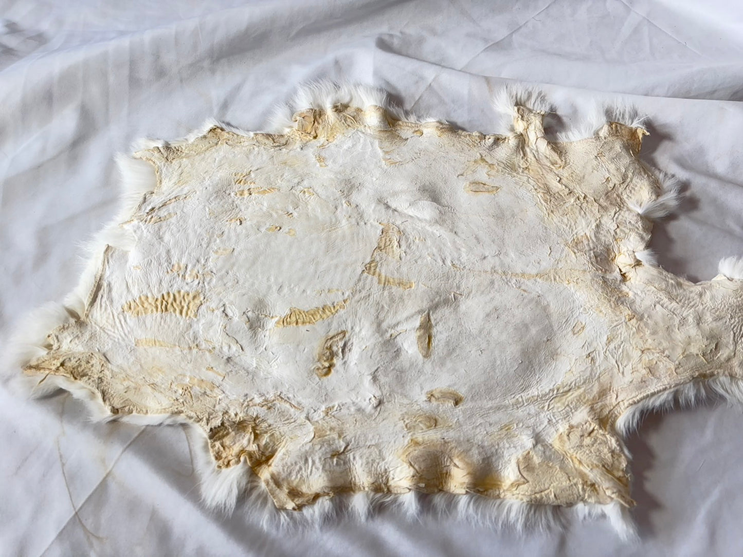 ウサギの毛皮 (東北産) ヌメ ③