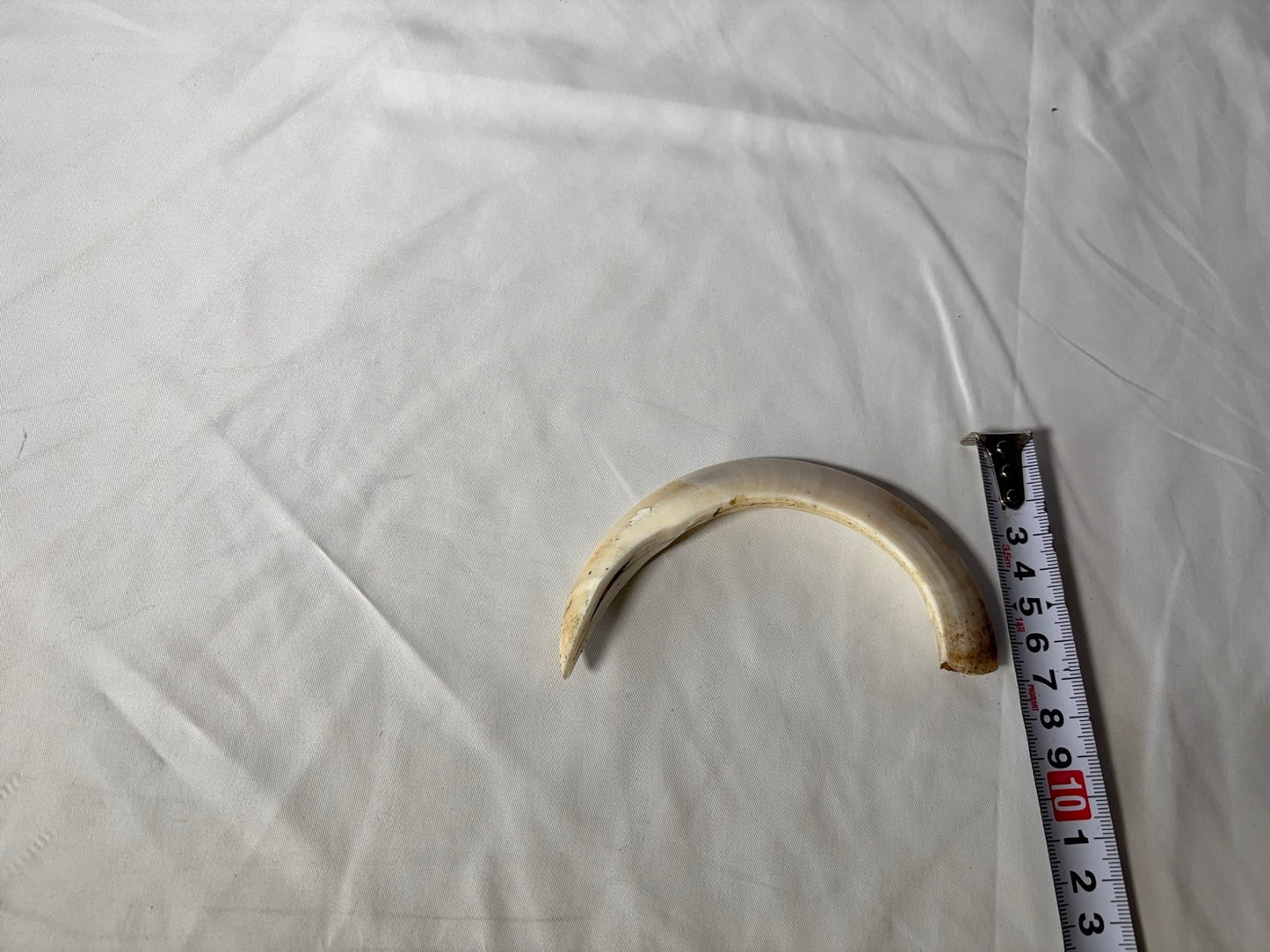 猪牙 大きめ 1本