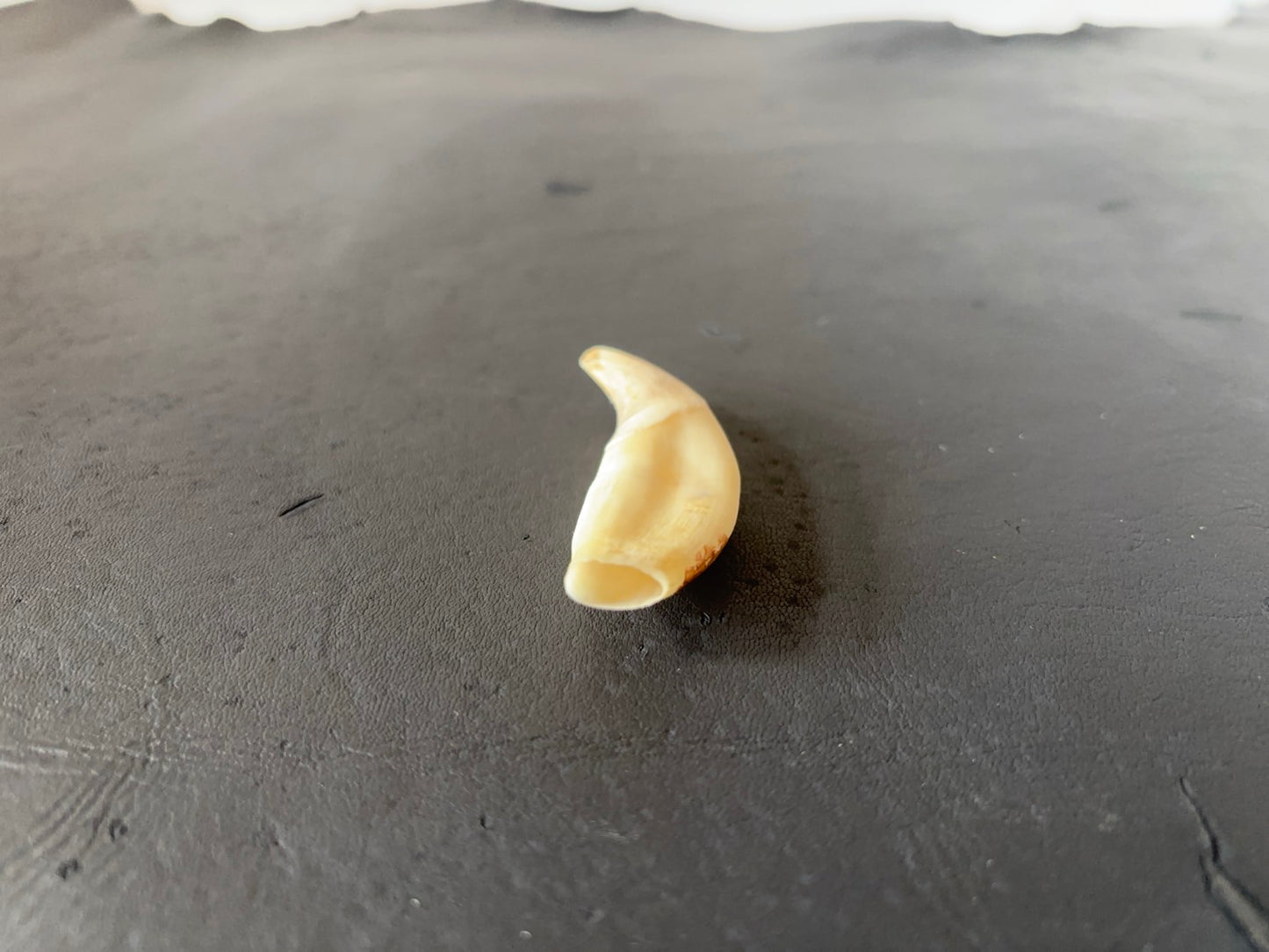 ツキノワグマの牙 1本