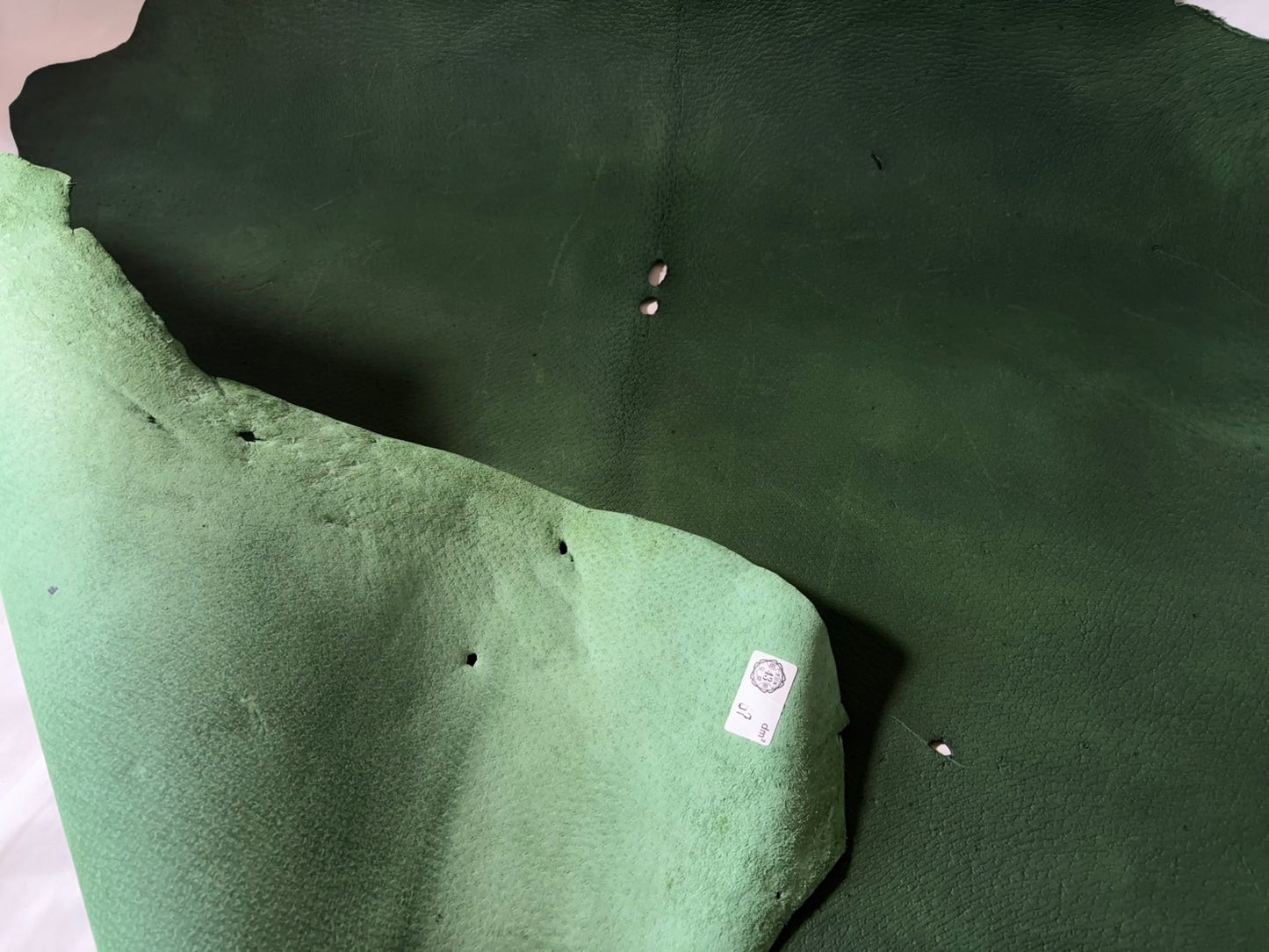 猪革(ヌメ)グリーンカラー　Bランク67ds　1.6ｍｍ銀面あり　税込み価格　穴あり