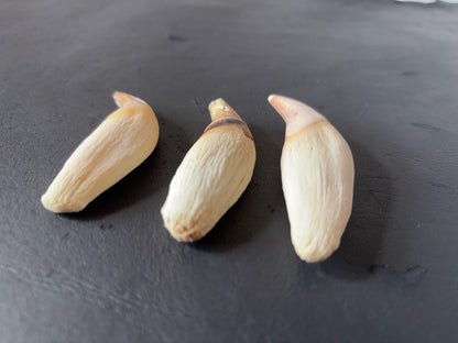 ツキノワグマの牙　１本