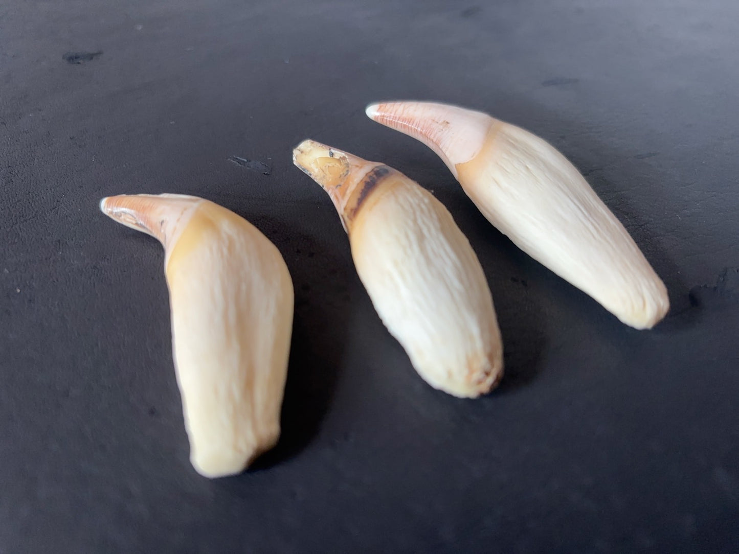 ツキノワグマの牙　１本