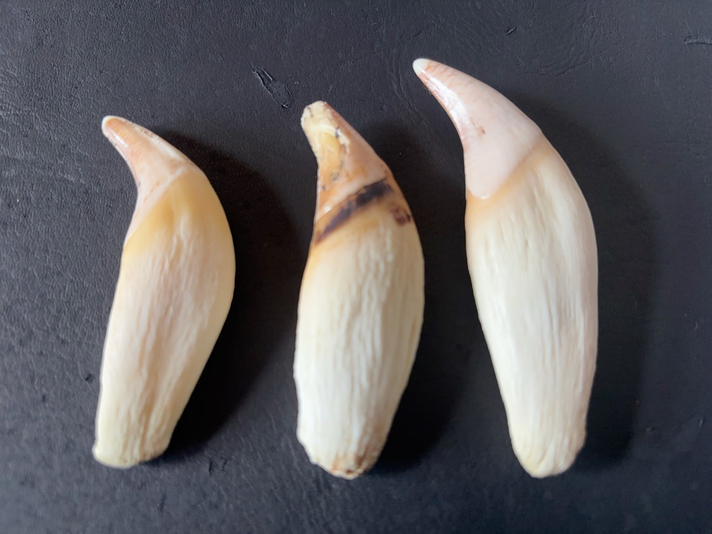 ツキノワグマの牙　１本