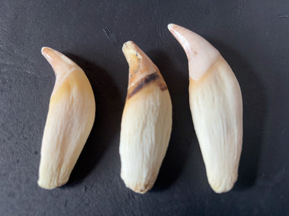 ツキノワグマの牙　１本