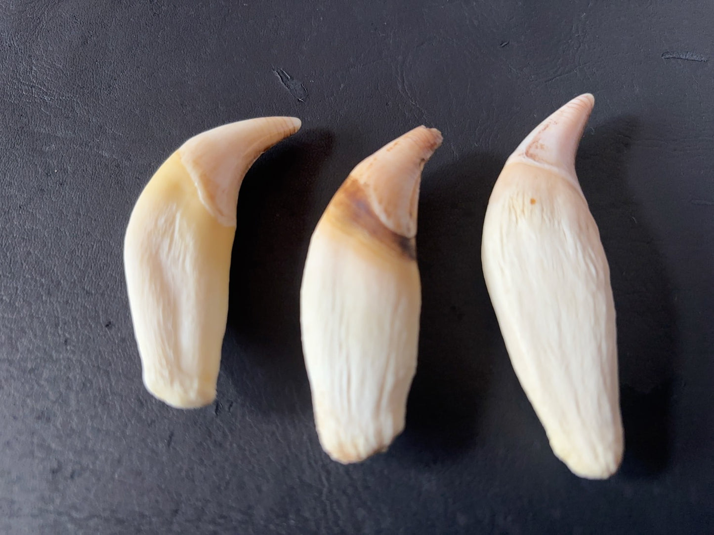 ツキノワグマの牙　１本