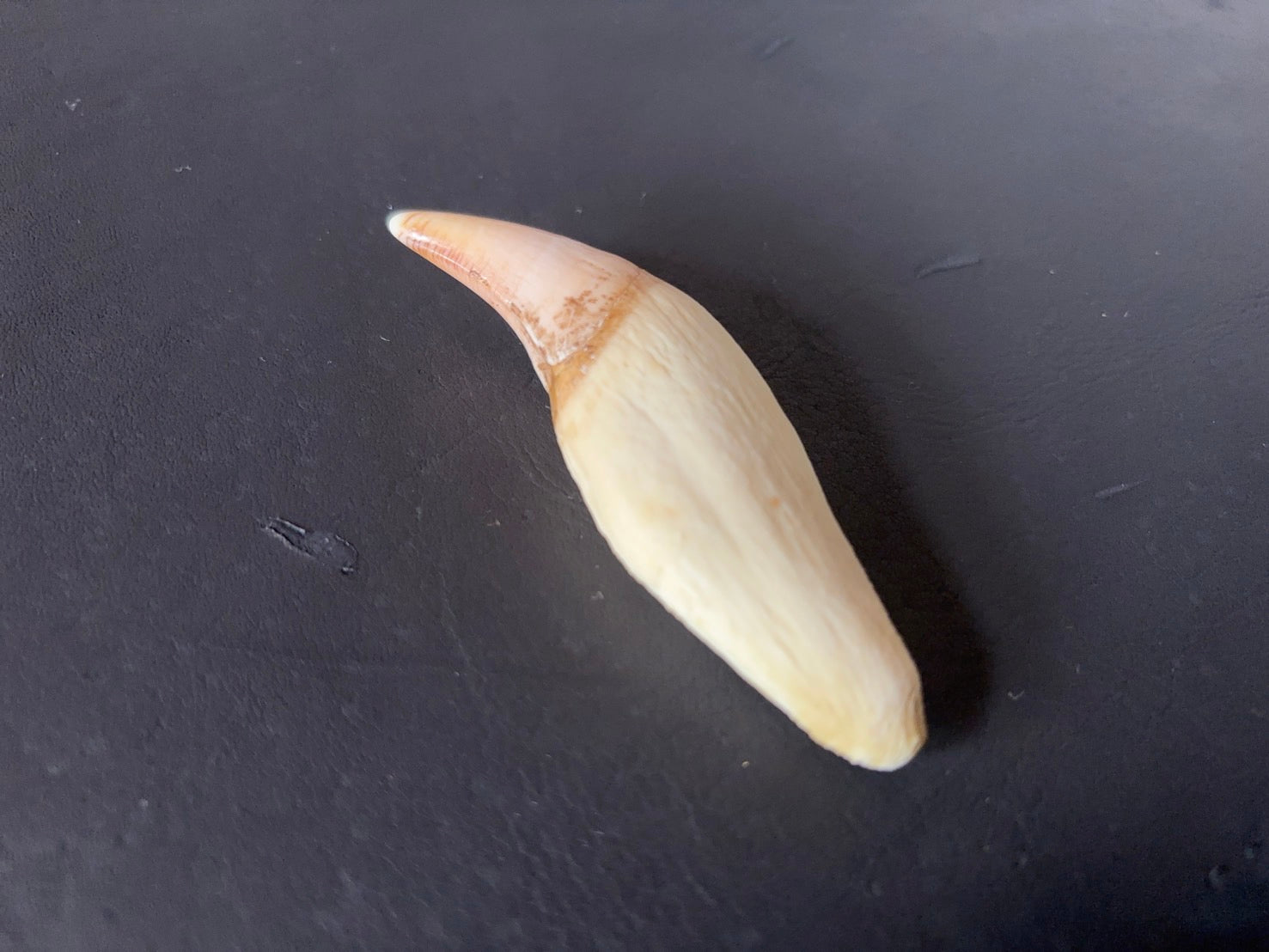 ヒグマの牙 – VARIED ONLINE SHOP