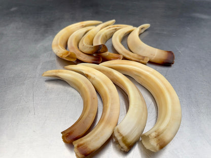 猪牙　大きめ　１本