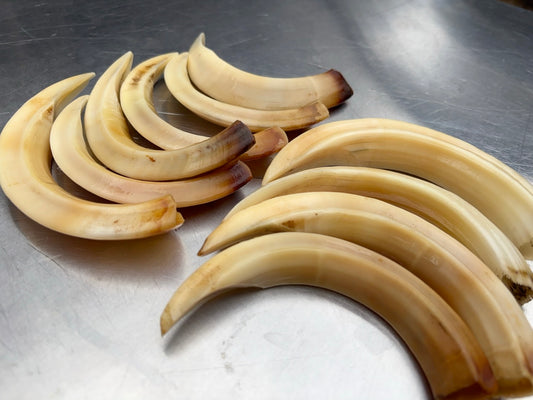 猪牙　大きめ　１本