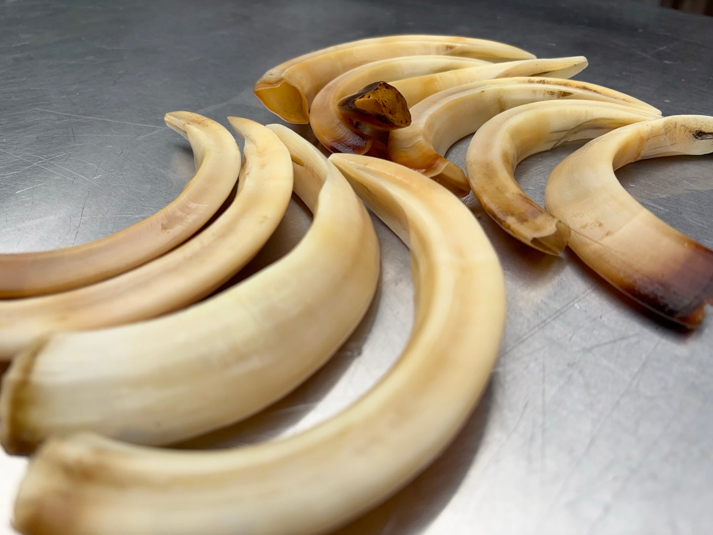 猪牙　大きめ　１本