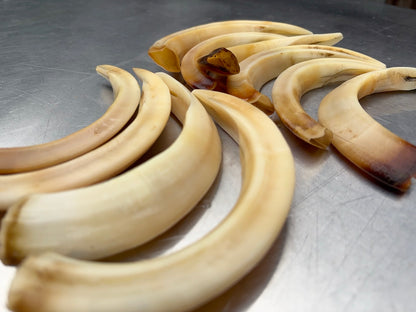 猪牙　大きめ　１本