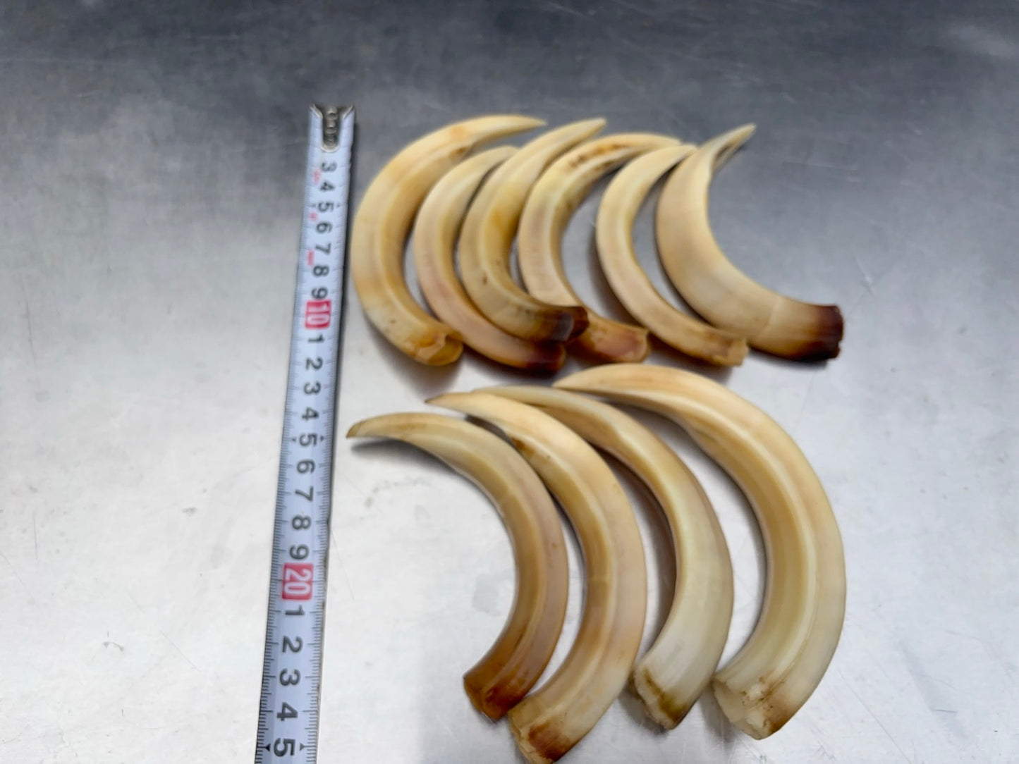 猪牙　大きめ　１本