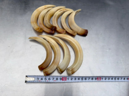 猪牙　大きめ　１本