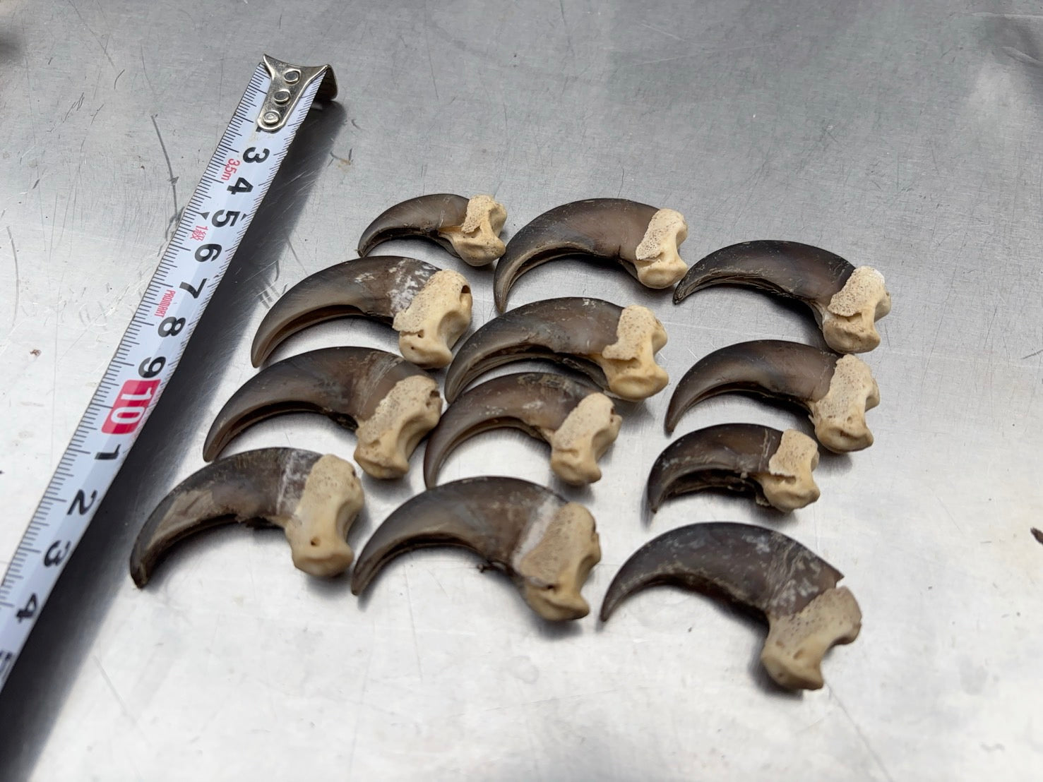 天然ツキノワグマの爪50本セット、一点一点磨き上げ樹脂コーティングしてあります。 天然ツキノワグマの爪50本セット、一点一点磨き上げ樹脂