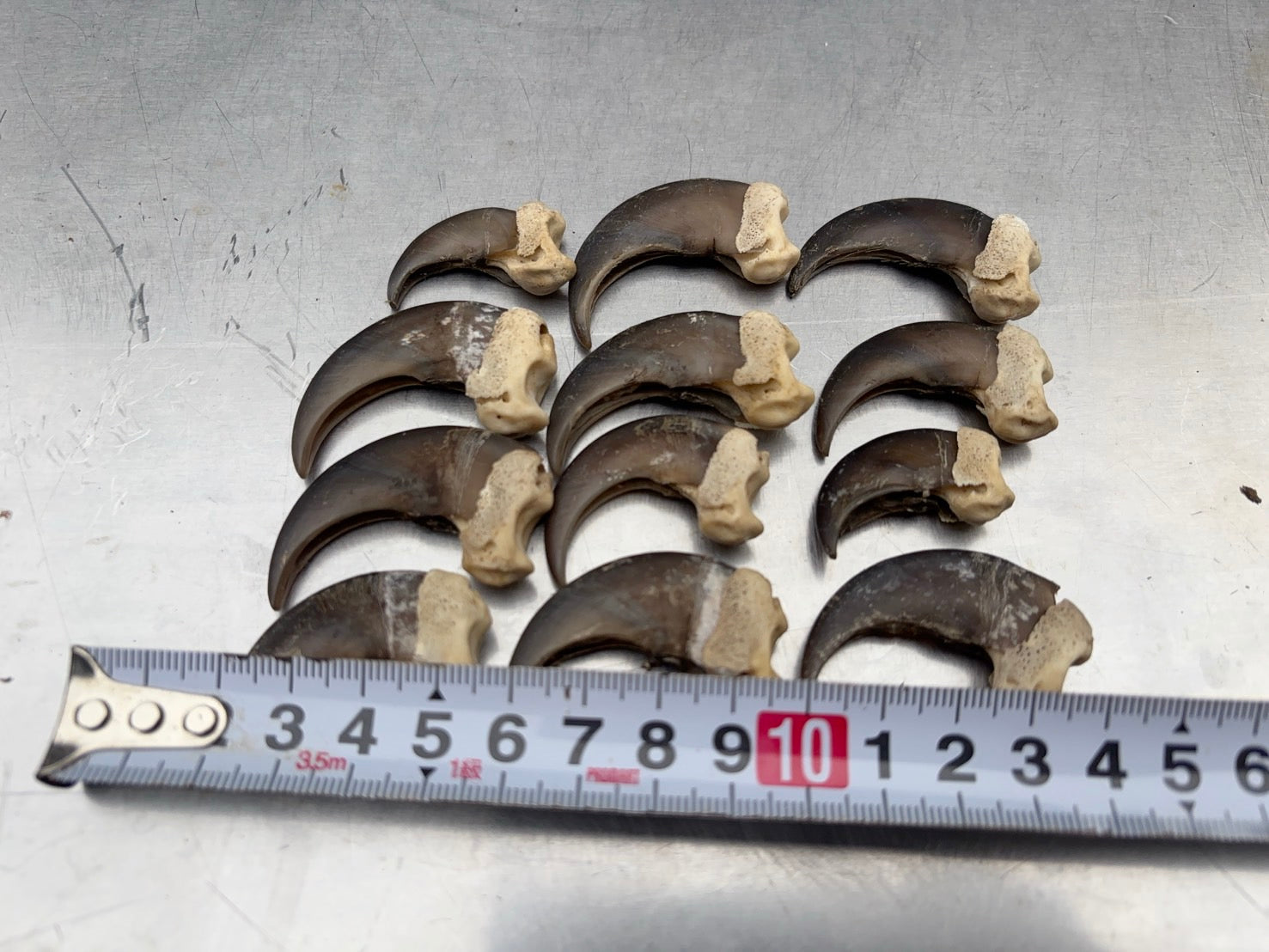 ツキノワグマの爪 1本 – VARIED ONLINE SHOP