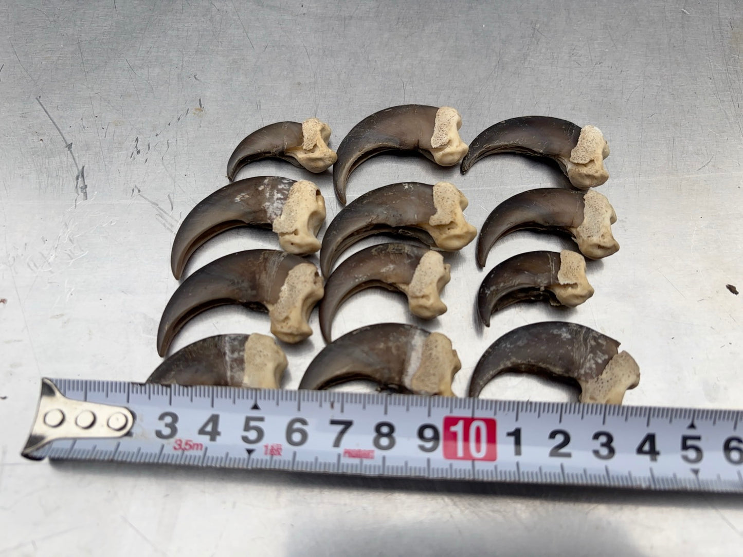 ツキノワグマの爪　１本