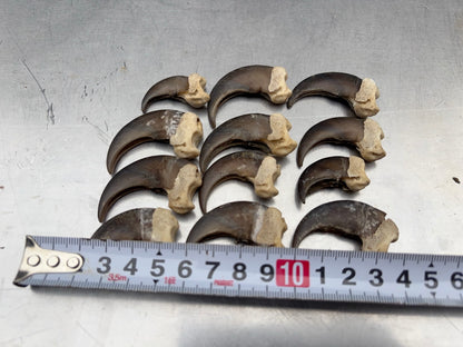 ツキノワグマの爪　１本