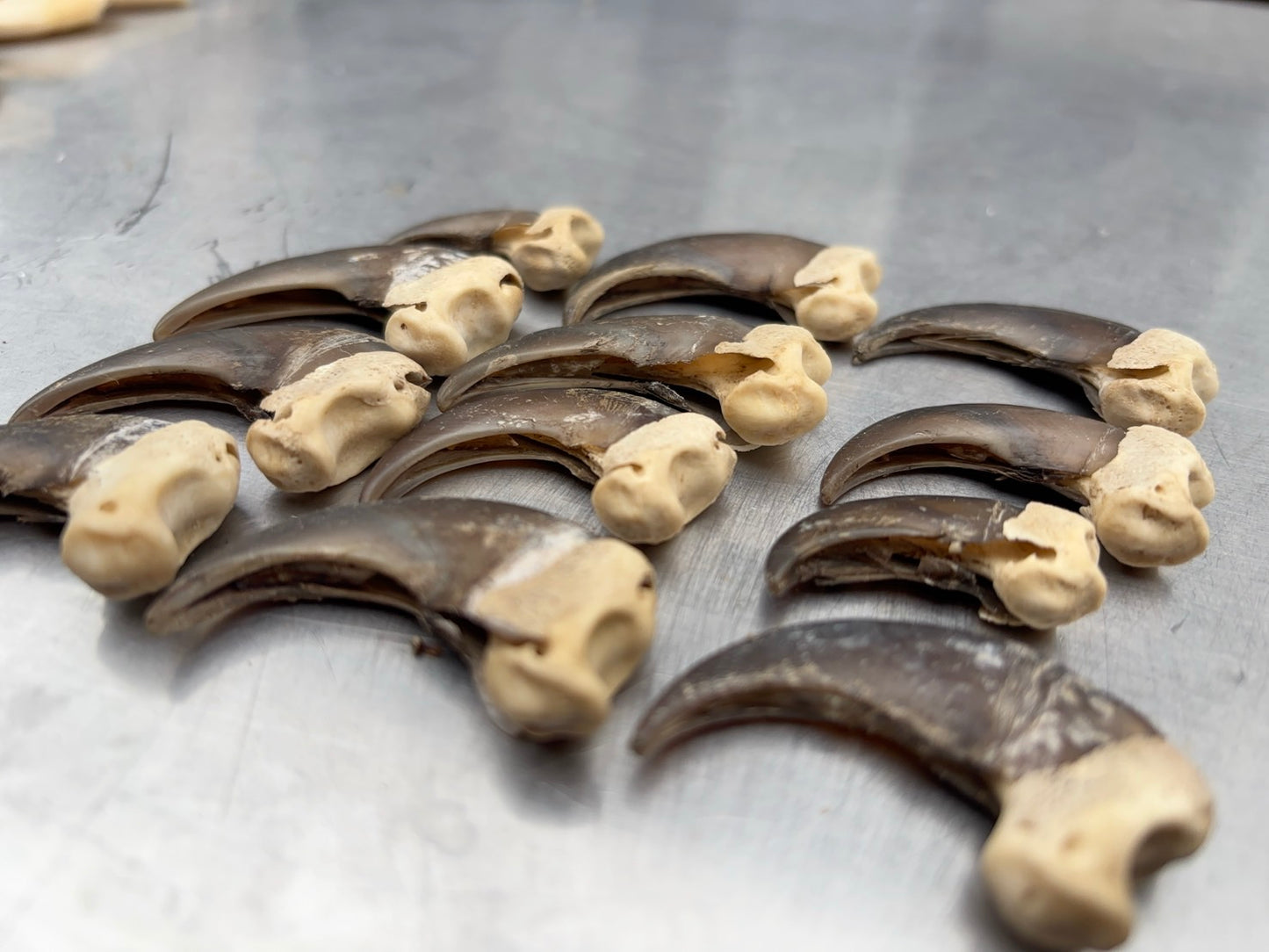 ツキノワグマの爪　１本