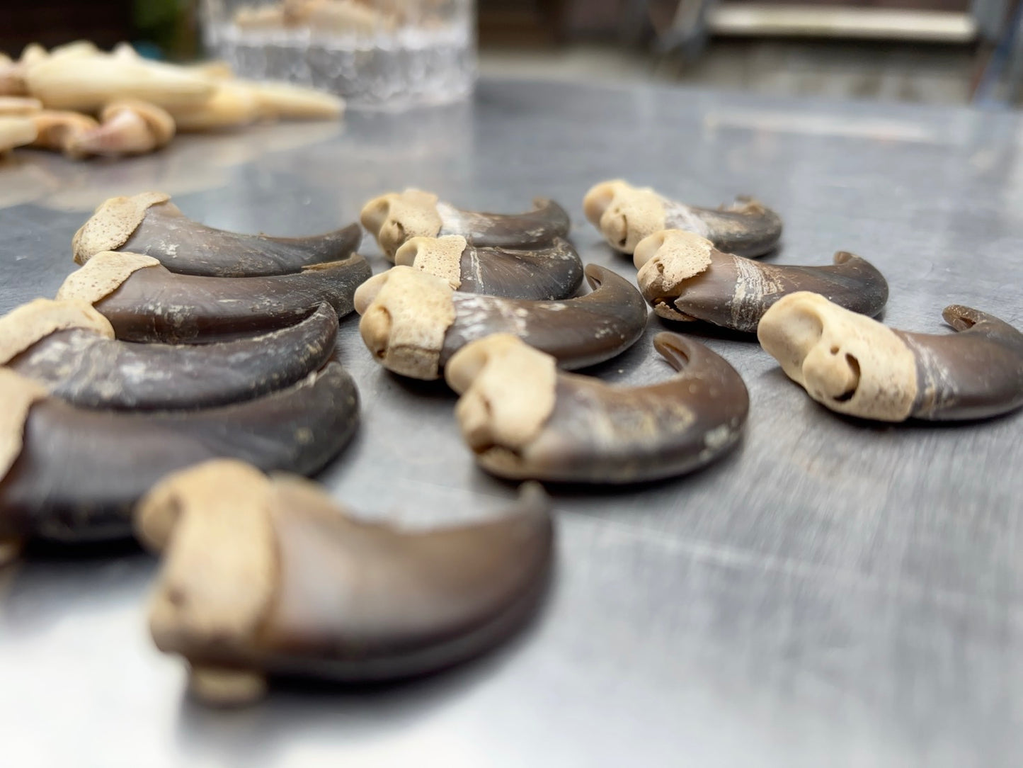 ツキノワグマの爪　１本