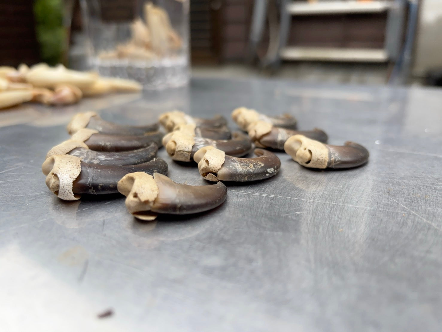 ツキノワグマの爪 1本 – VARIED ONLINE SHOP