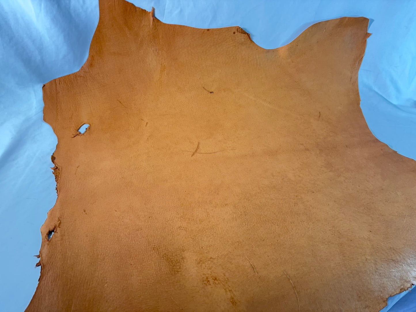 猪革(ヌメ)　クラシックキャメルカラー　Aランク63ds　１．５ｍｍ銀面あり　税込み価格　