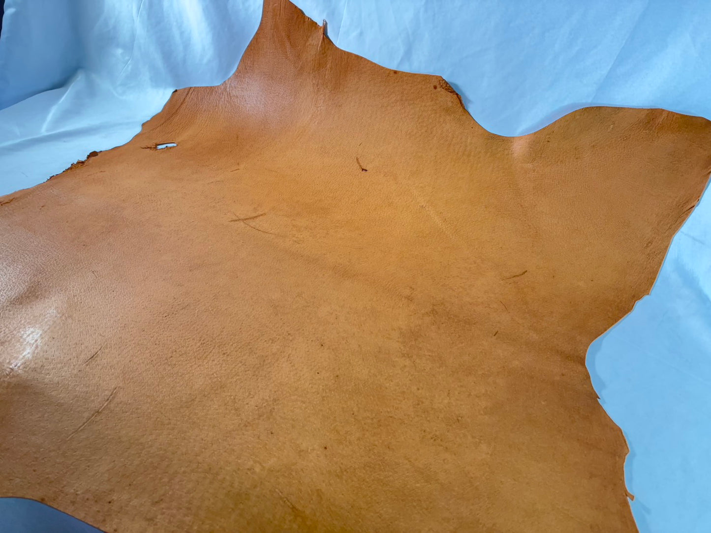 猪革(ヌメ)　クラシックキャメルカラー　Aランク63ds　１．５ｍｍ銀面あり　税込み価格　