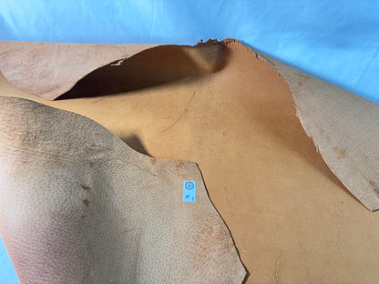 猪革(ヌメ)　クラシックキャメルカラー　Aランク74ds　１．５ｍｍ銀面あり　税込み価格　 傷あり