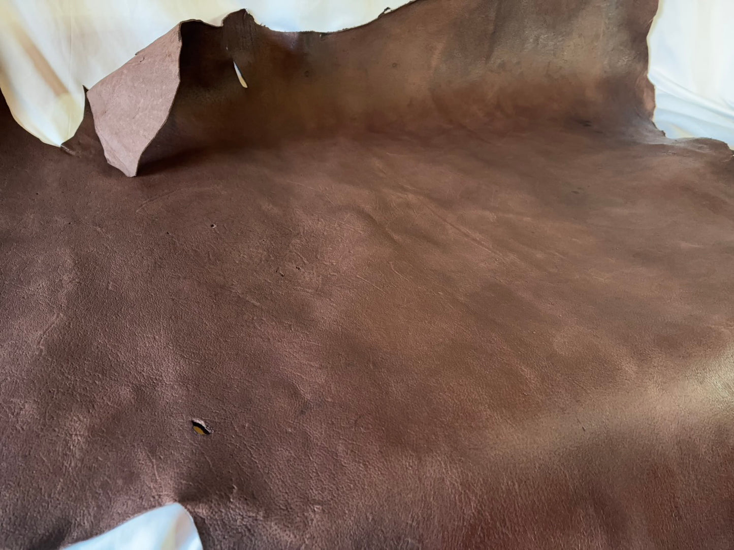 熊革(ヒグマ)ブラウンカラー　1.6㎜　136ds　Aランク　シワあり