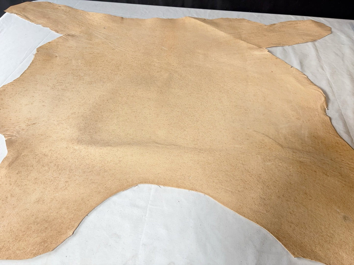 熊革(ツキノワグマ)生成りカラー　1.3㎜　53ds　Ａランク　ソバカスあり