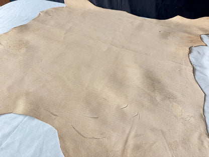 熊革(ツキノワグマ)生成りカラー　1.4㎜　68ds　Ａランク　靴用　トコ傷少量あり