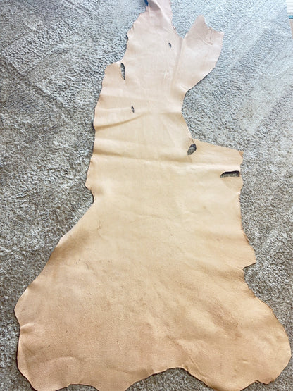 超巨大400㎏越え熊革(ヒグマ)生成りカラー　1.6㎜　136ds　Aランク　半裁 　