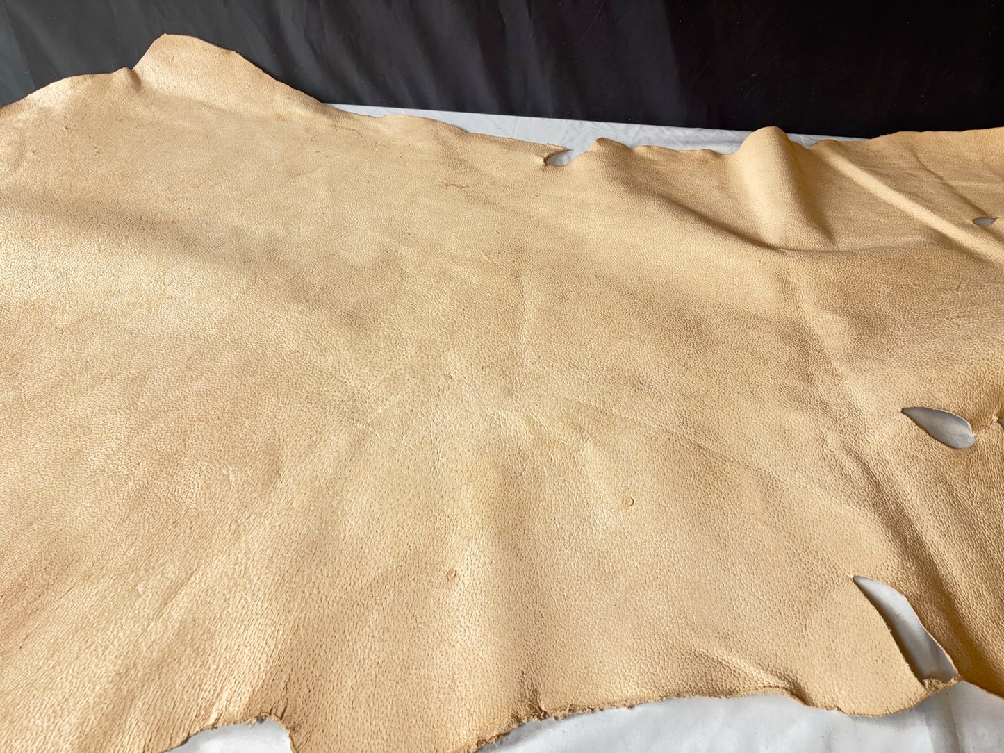 超巨大400㎏越え熊革(ヒグマ)生成りカラー　1.6㎜　136ds　Aランク　半裁 　