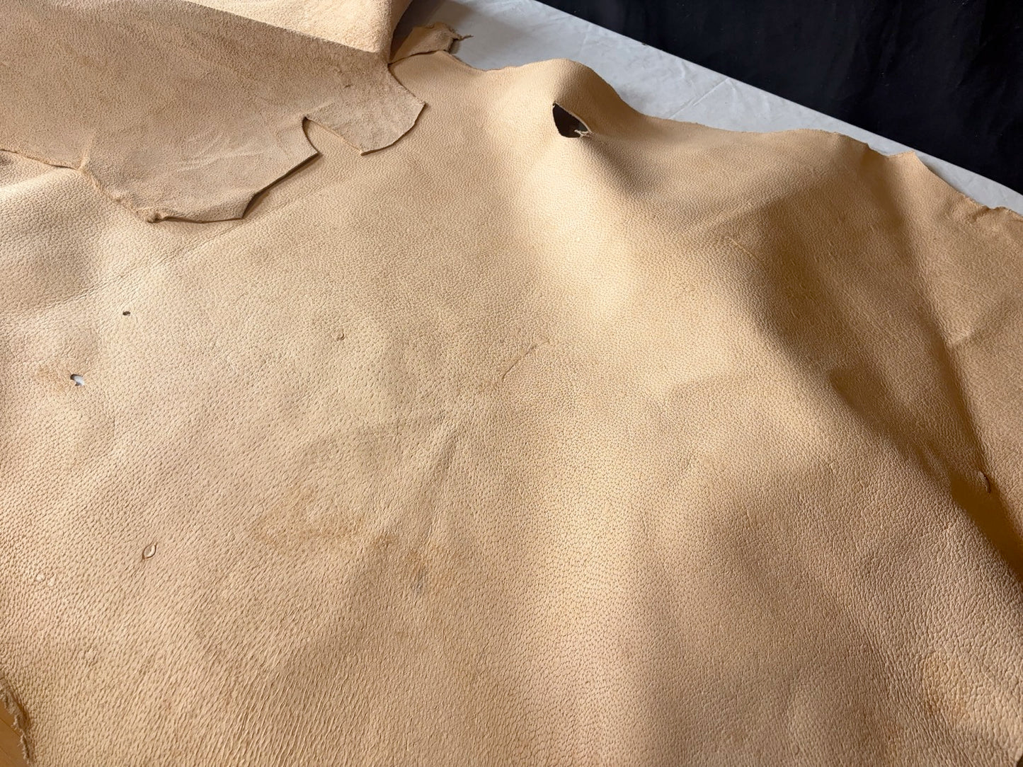 超巨大400㎏越え熊革(ヒグマ)生成りカラー　1.6㎜　132ds　Aランク　半裁 　