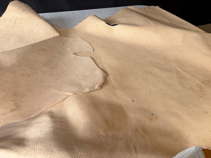 超巨大400㎏越え熊革(ヒグマ)生成りカラー　1.6㎜　132ds　Aランク　半裁 　