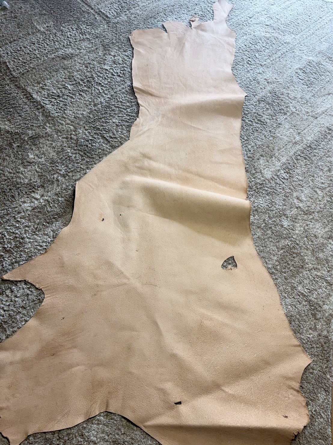 超巨大400㎏越え熊革(ヒグマ)生成りカラー　1.6㎜　132ds　Aランク　半裁 　